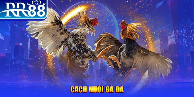 vina24h đăng nhập phỏm đổi thưởng