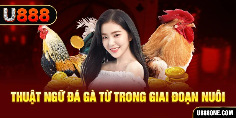 vina24h xổ số miền bắc 90 ngày