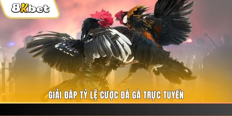vina24h ga choi cau thanh